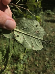 Coptodisca splendoriferella