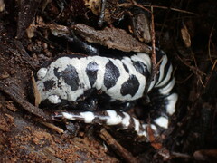 Ambystoma opacum