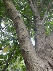 Aenetus virescens