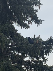 Corvus brachyrhynchos