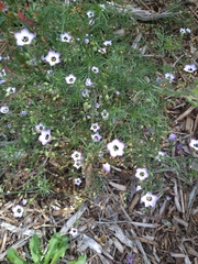 Gilia