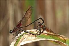 Hetaerina cruentata