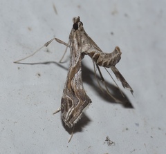 Lineodes integra