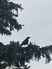 Corvus brachyrhynchos