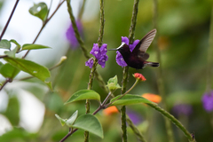 Microchera albocoronata
