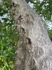 Aenetus virescens