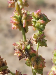 Atriplex intracontinentalis