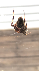 Neoscona orizabensis