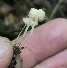 Collybia
