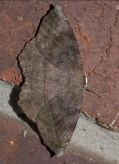 Eutrapela clemataria