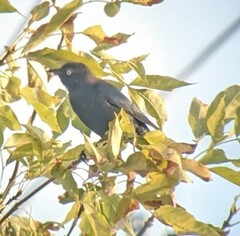 Euphagus