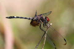 Dythemis fugax