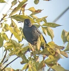 Euphagus