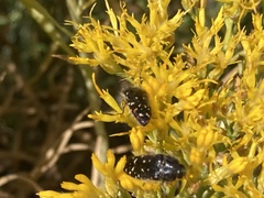 Acmaeodera rubronotata