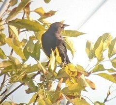 Euphagus