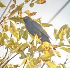 Euphagus