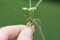 Crinipellis scabella