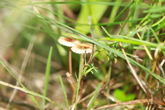 Crinipellis scabella