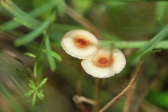 Crinipellis scabella