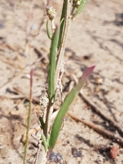 Atriplex intracontinentalis