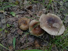 Russula nigricans