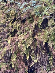 Adiantum