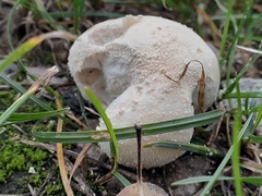 Lycoperdon