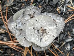 Lanatulae