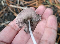 Lanatulae