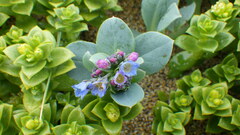 Mertensia maritima