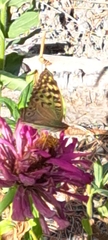 Argynnis pandora