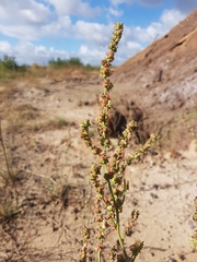 Atriplex intracontinentalis