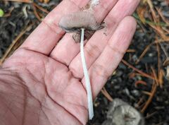 Lanatulae