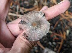 Lanatulae