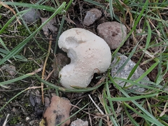 Lycoperdon
