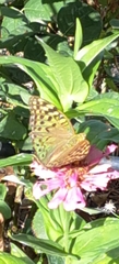 Argynnis pandora