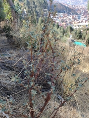 Polylepis