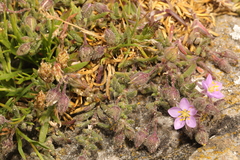 Spergularia marina