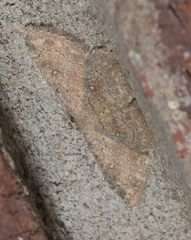 Cyclophora nanaria