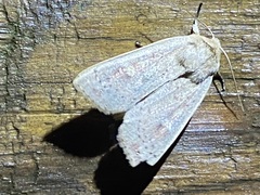 Leucania pseudargyria