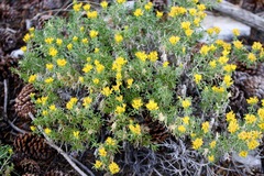 Chrysothamnus viscidiflorus viscidiflorus