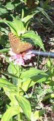 Argynnis pandora