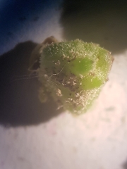 Atriplex intracontinentalis