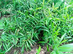 Zingiber officinale