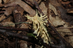 Akanthomyces tuberculatus