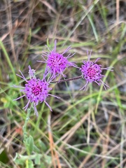 Carphephorus tomentosus