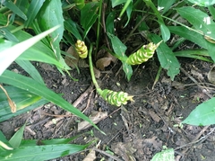 Zingiber officinale