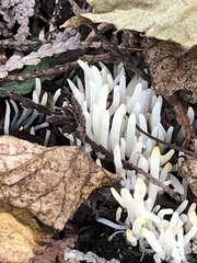 Clavaria fragilis