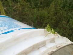 Photiomantis