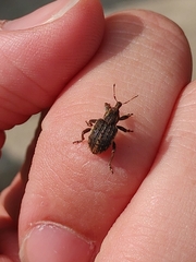 Brachypera zoilus